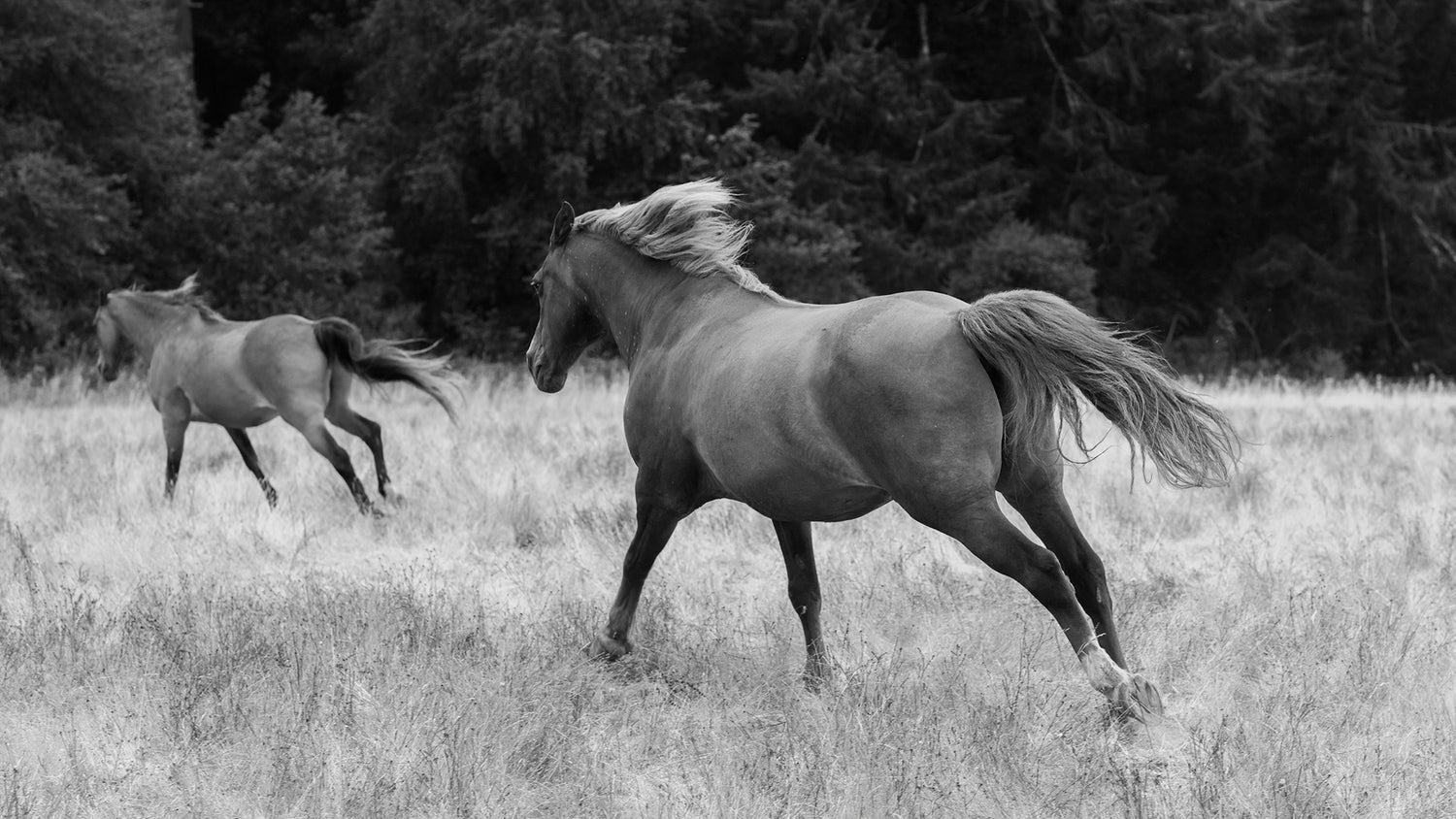 Morgan horses running