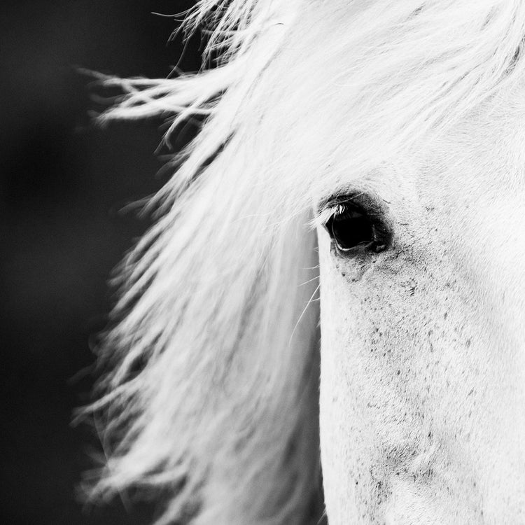 View "Untamed" horse images 