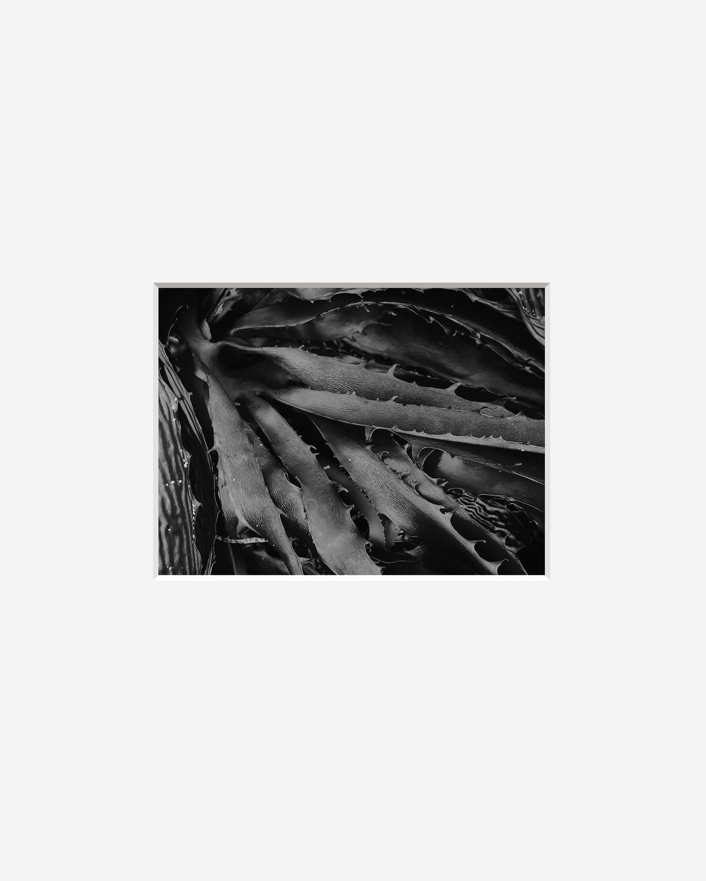 Plate 16, Kelp Blades
