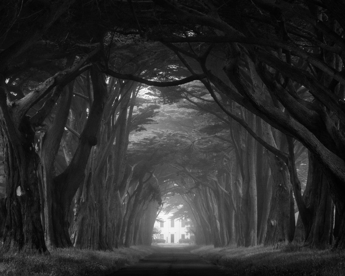 Cypress Tree Tunnel Photography Print Point Reyes Ntl. Seashore