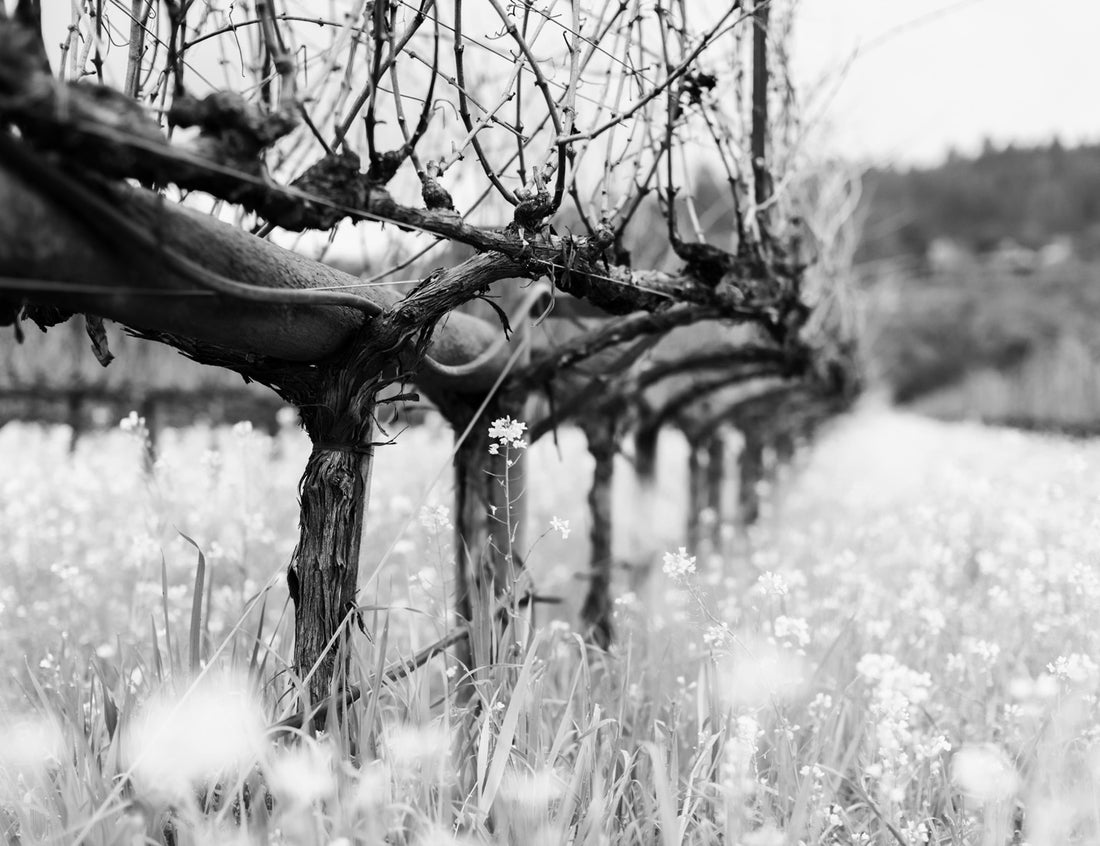 Rutherford Ranch Winery Photograph