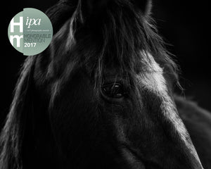 Point Reyes Morgan Horse, IPA Awards Honorable Mention