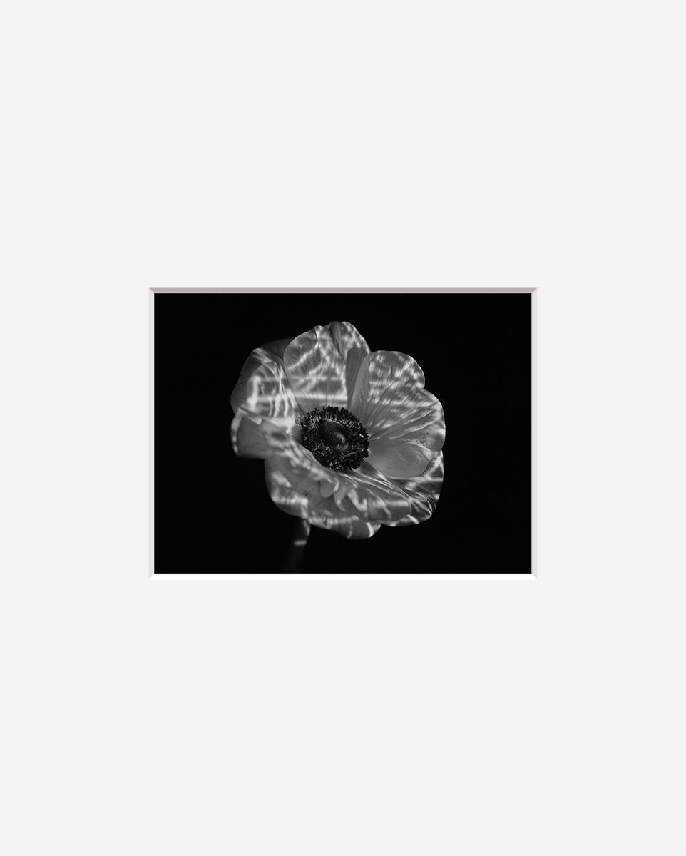 Small Silver Gelatin Prints