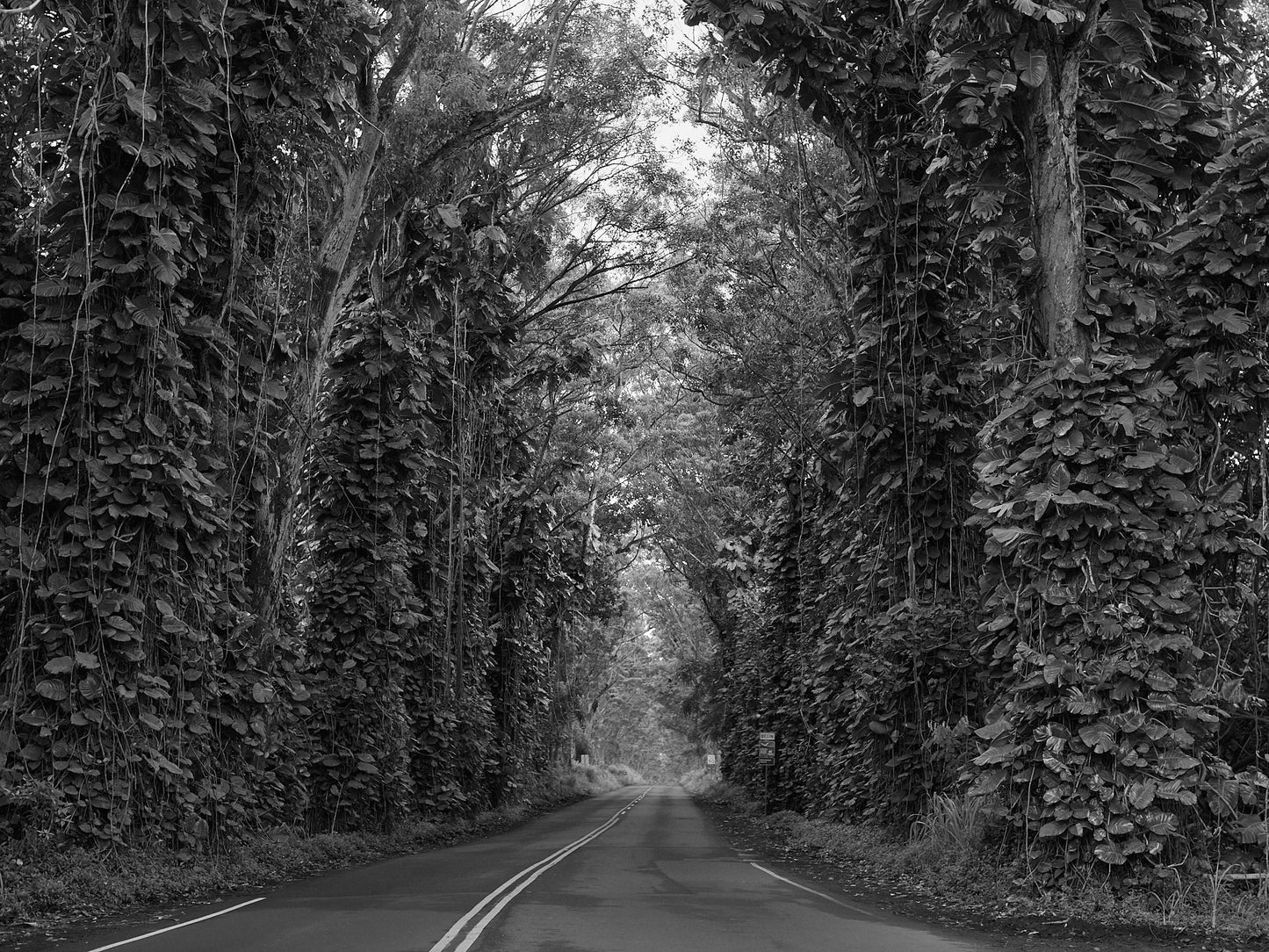 Tree Tunnel, Kauai, 2017