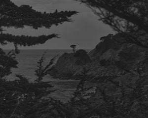 Cypress at Point Lobos