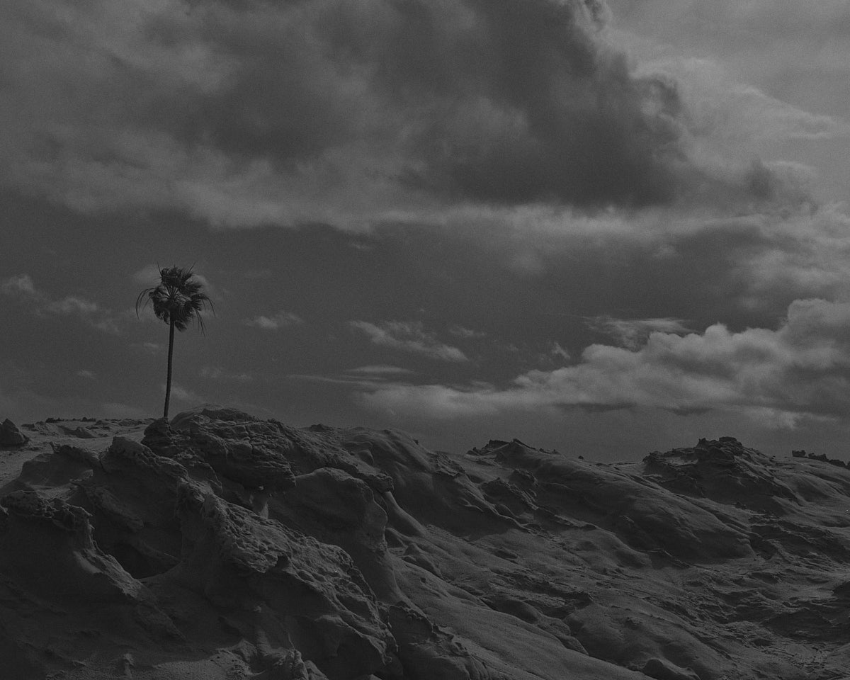 Newport Beach palm tree and rocks