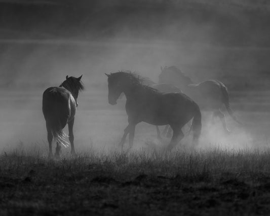 Wild Horse Photograph