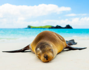 Galapagos Sea Lion Photograph