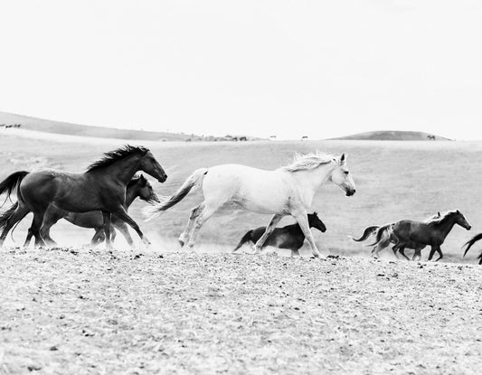 Wild Horse Photograph